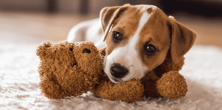 ペット飼育可能 専用足洗い場完備