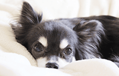 日々の癒し、ペット共生可